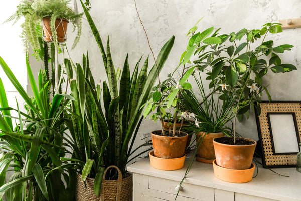 16 Low-Light Plants You Can Grow (Almost) Anywhere