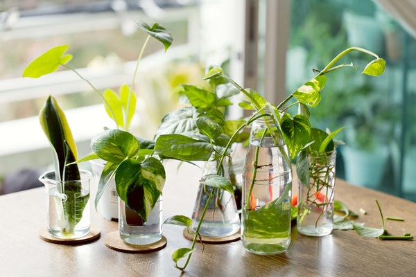 Expand Your Indoor Jungle Through Propagation