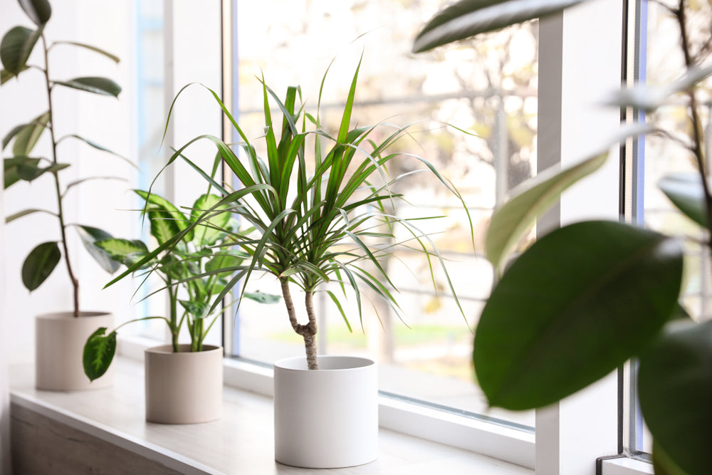 Indoor plants that remove toxins discount