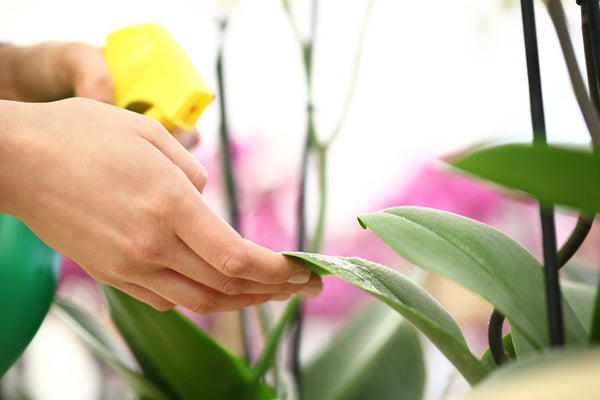 How to Identify and Control These Common Houseplant Pests
