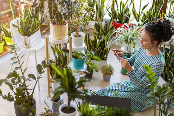 4 Must-Know Tips for Healthy Indoor Plants