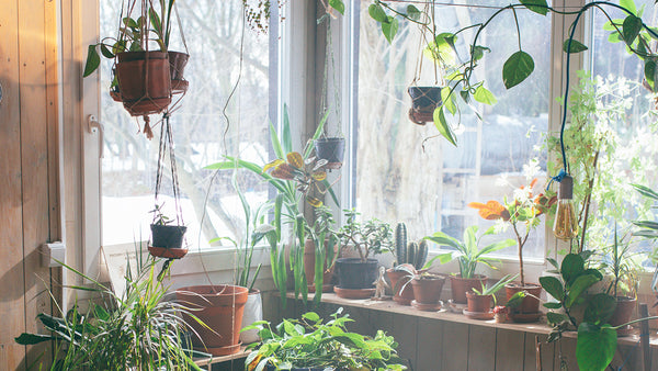 How To Overwinter Your Plants Indoors