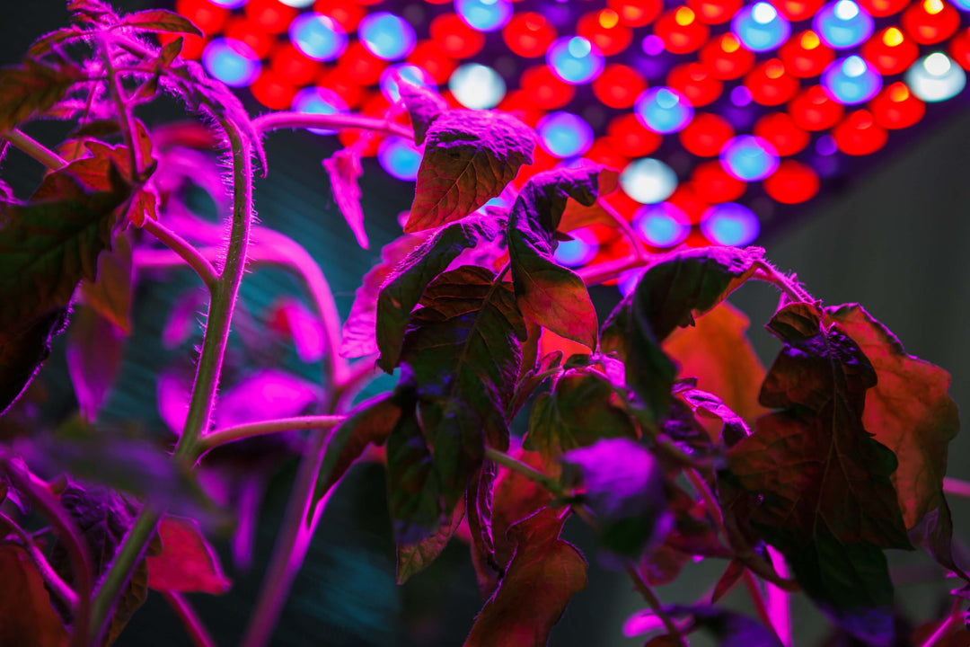 Brite Labs Buy LED Grow Lights for Indoor Plants