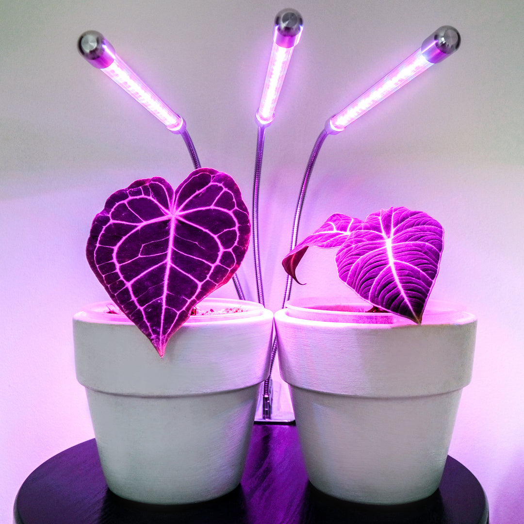 Cute grow lights cheap