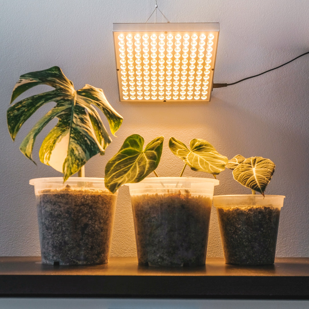 Glow light for plants on sale