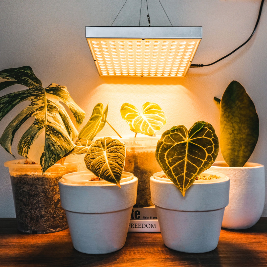 Brite labs led grow lights for indoor plants top